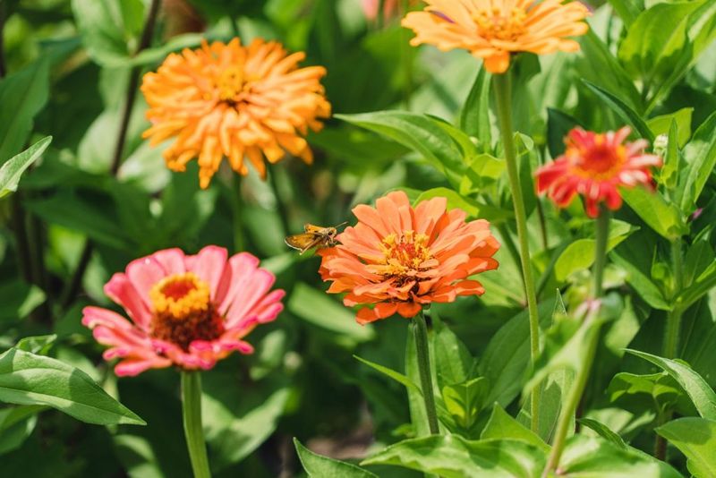 Companion Planting Benefits