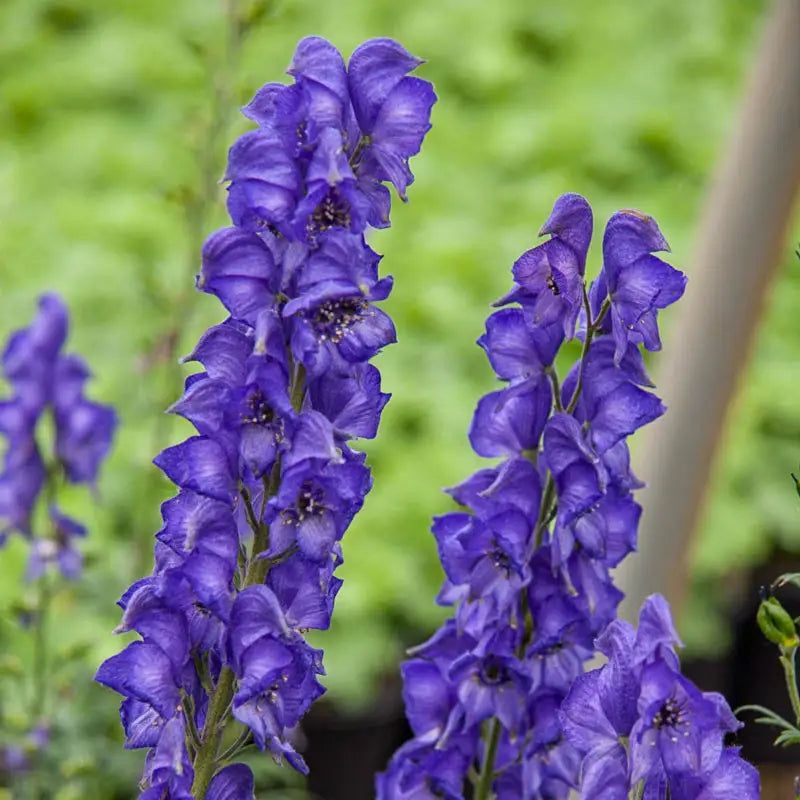 Monkshood (Aconitum napellus)