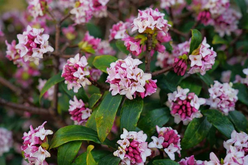 January: Winter Daphne