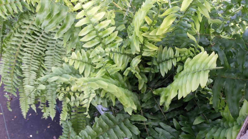 Pale Green Color Instead of Deep Green