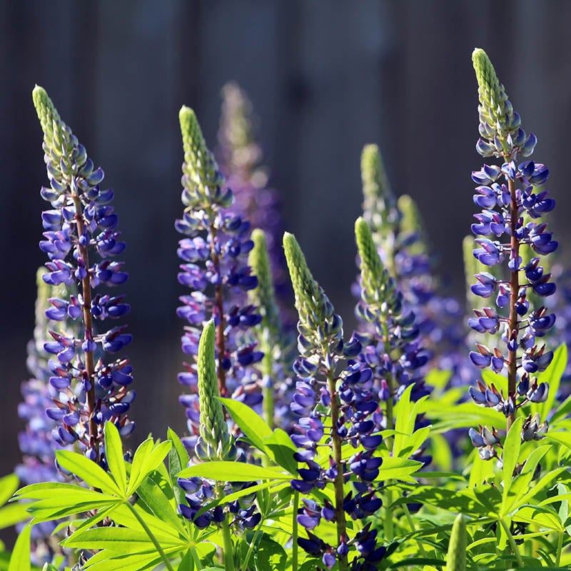 Lupine (Lupinus)