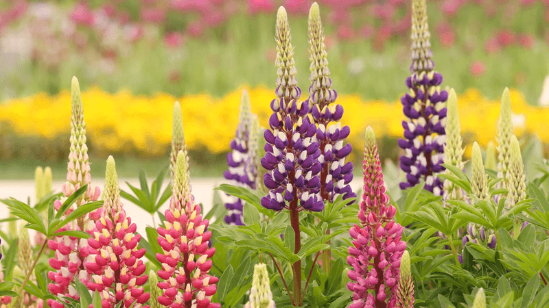 Lupine (Lupinus spp.)