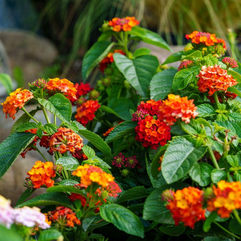 Lantana
