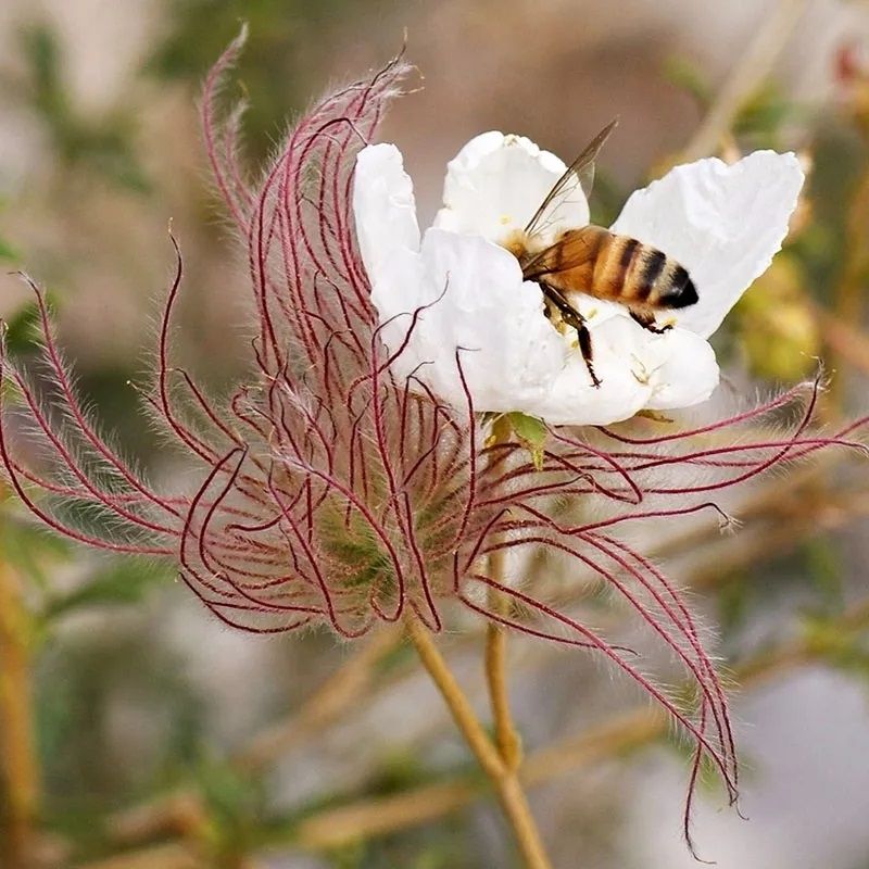 Apache Plume