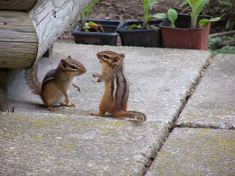 Attracting Predators