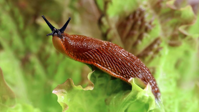 Stop Slugs & Snails in Their Tracks