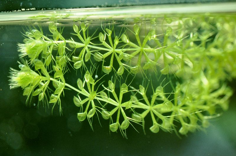 Waterwheel Plant (Aldrovanda)