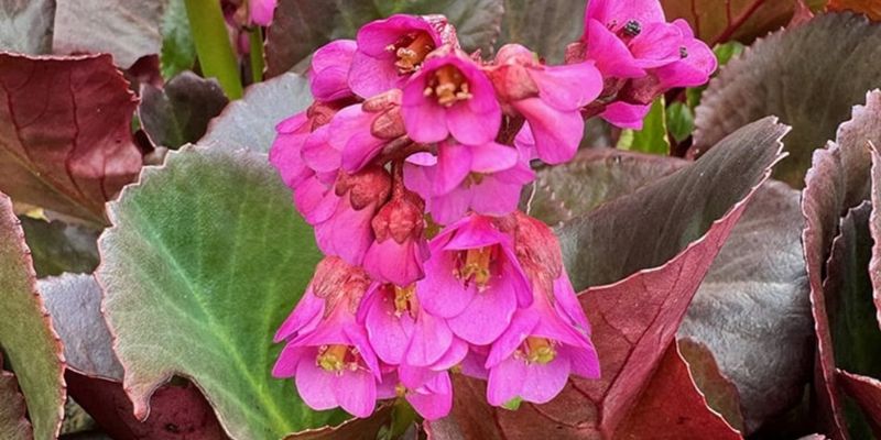 Bergenia 'Bressingham Ruby'