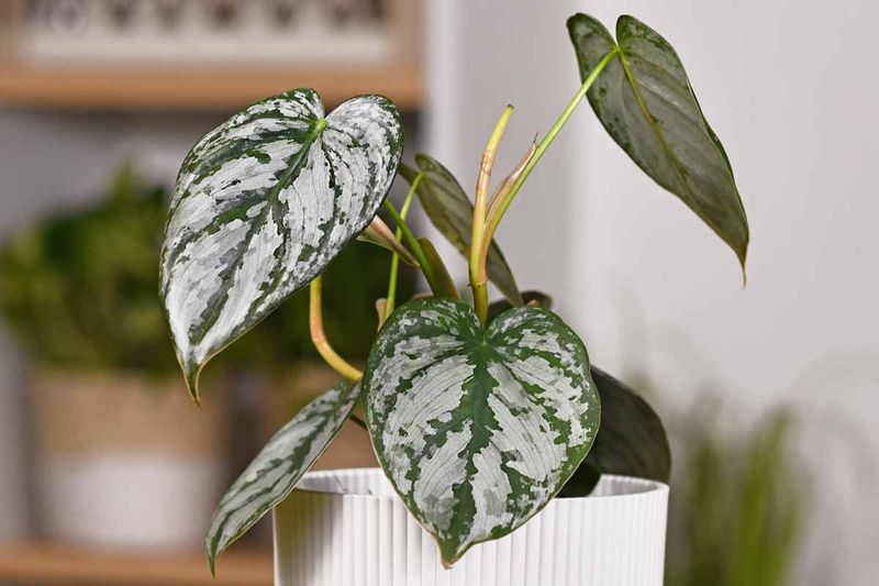 Philodendron