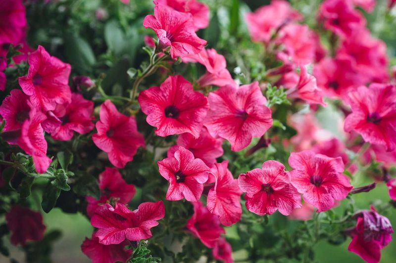 Petunias