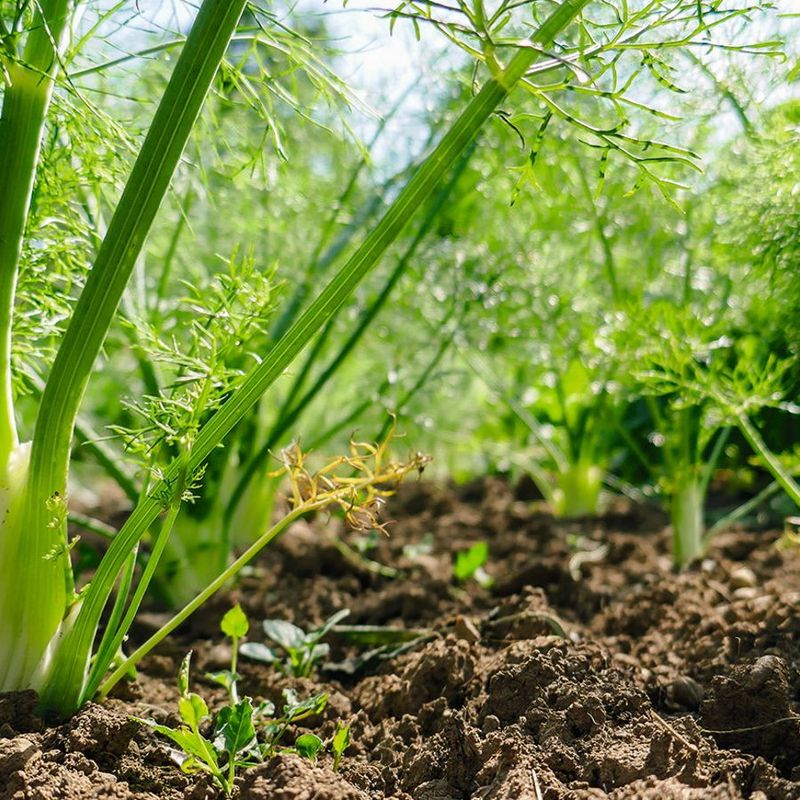 Fennel