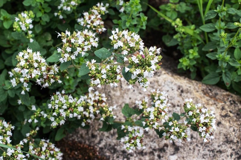 Marjoram
