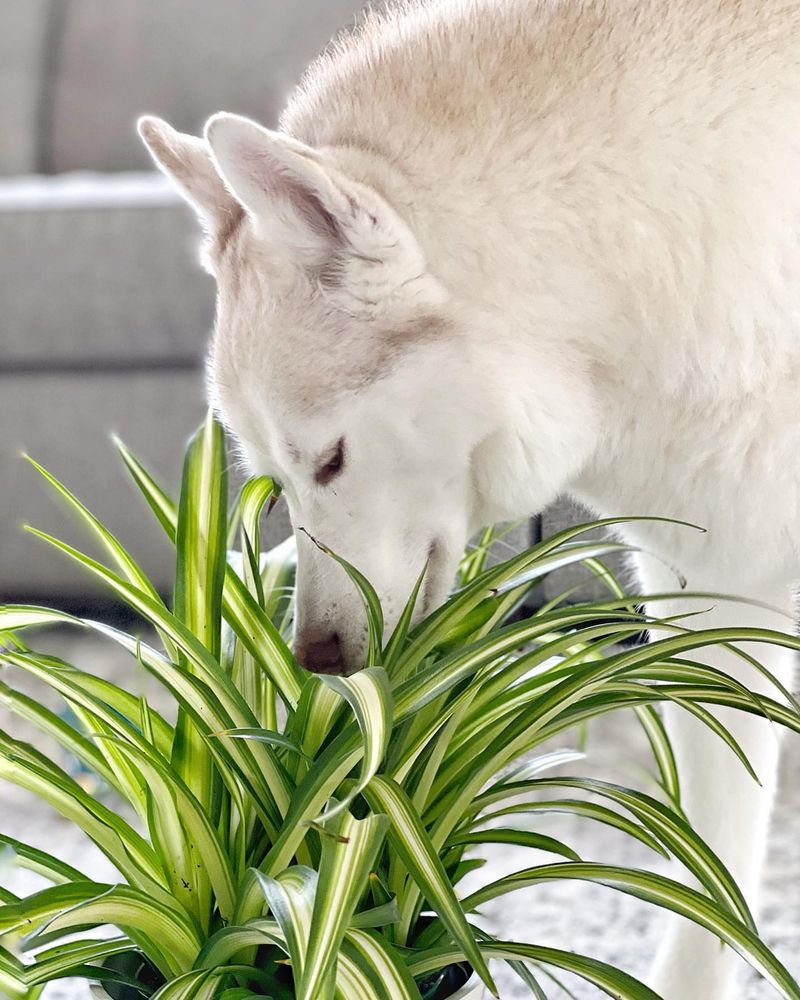Spider Plant (Chlorophytum comosum)