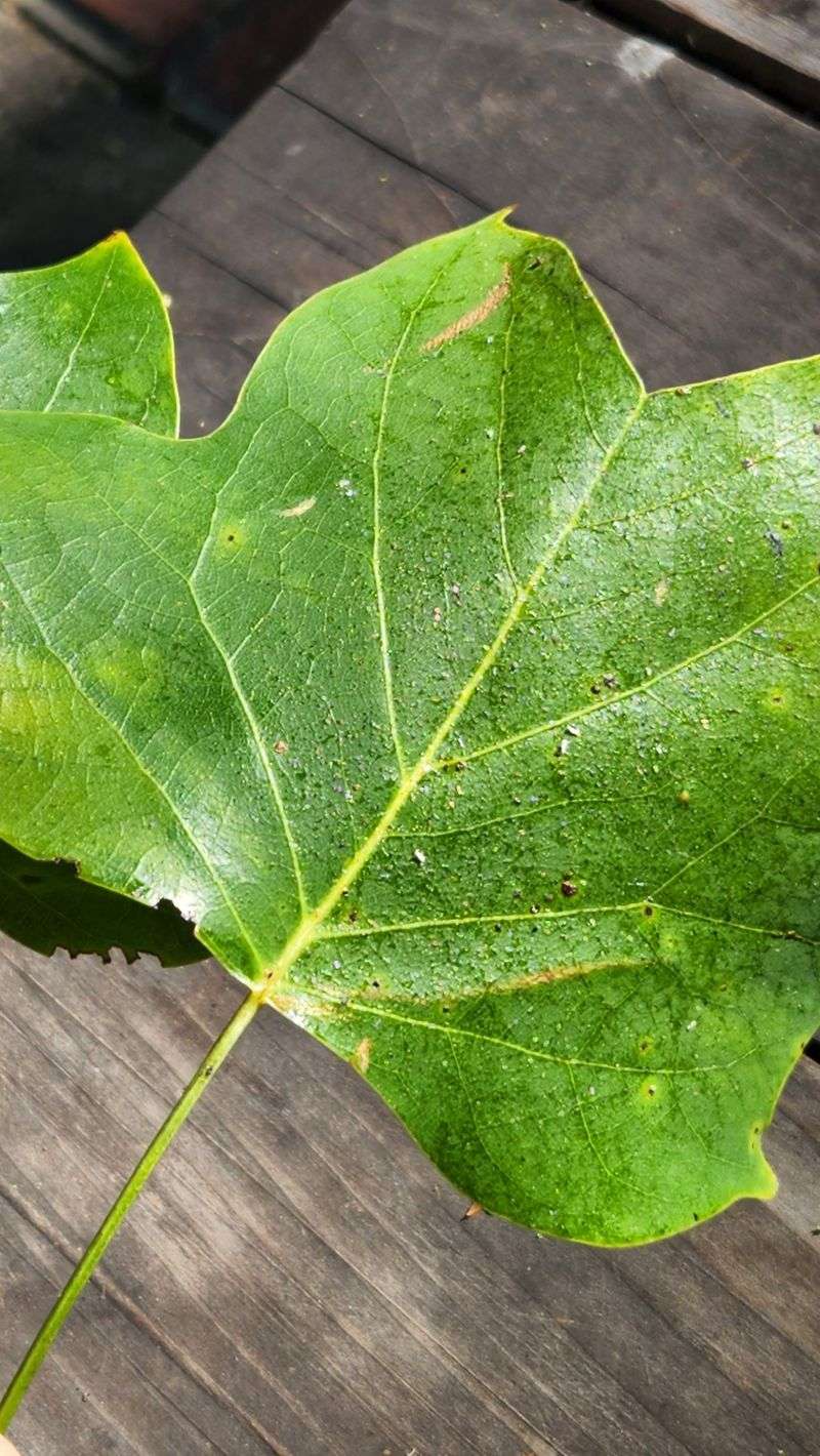 Sticky Substances on Leaves