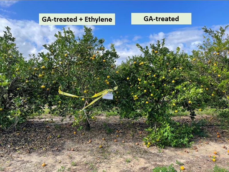 Growth Hormone Applications for Bigger Yields