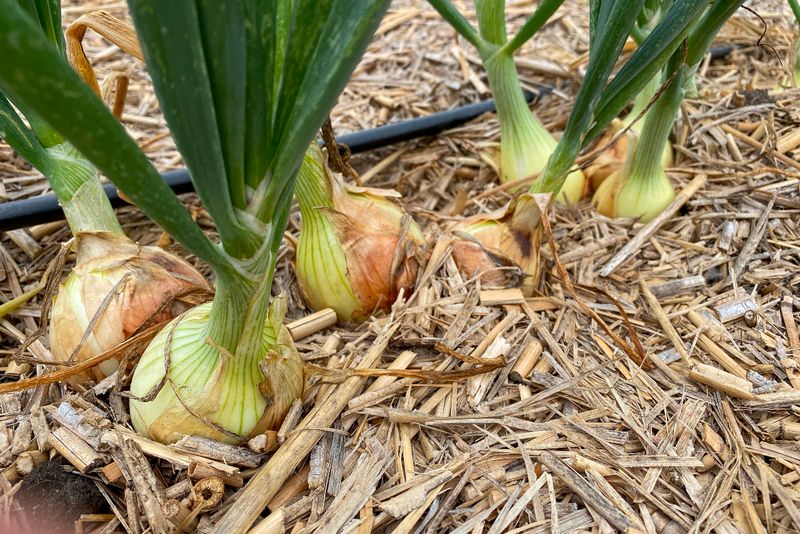 Season Extension Techniques