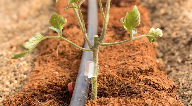 Tomato Grafting Techniques