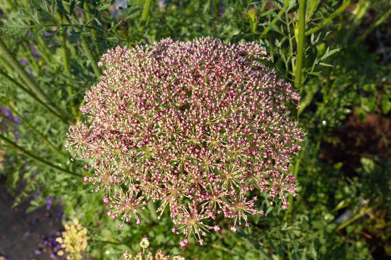 Biennial Plant Seeds