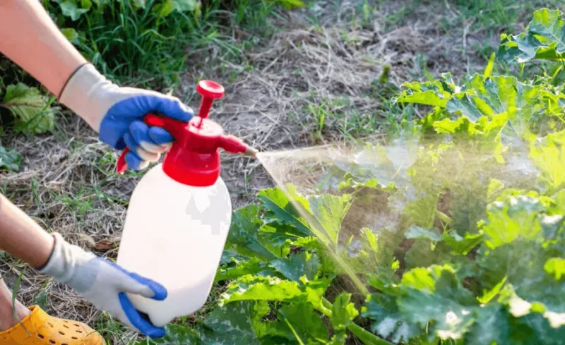 Skipping Pest Management