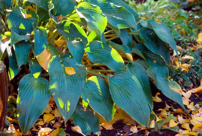 Remove Damaged or Yellowing Leaves