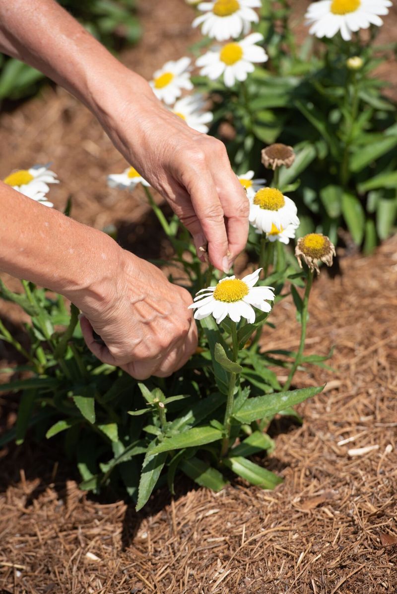 Deadheading Technique Determines Bloom Duration