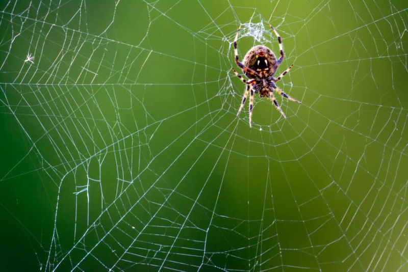 Spiders: Emotional Webmasters