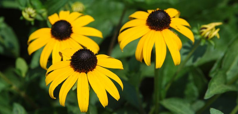 Black-eyed Susan (Rudbeckia)