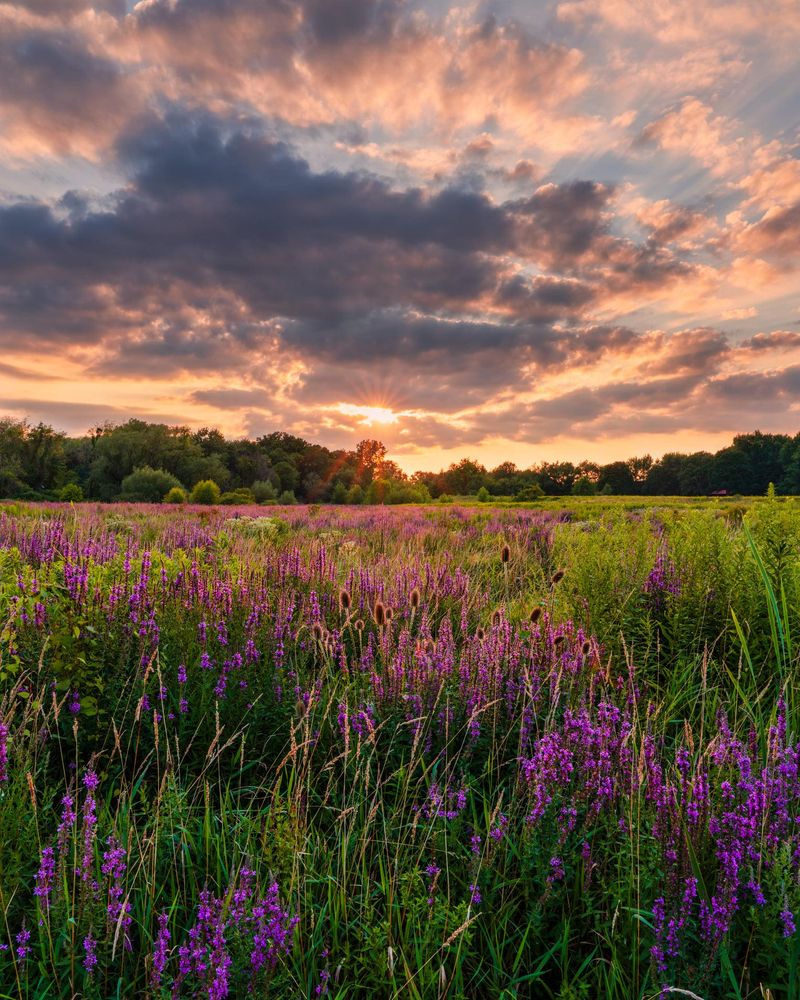 Purple Loosestrife