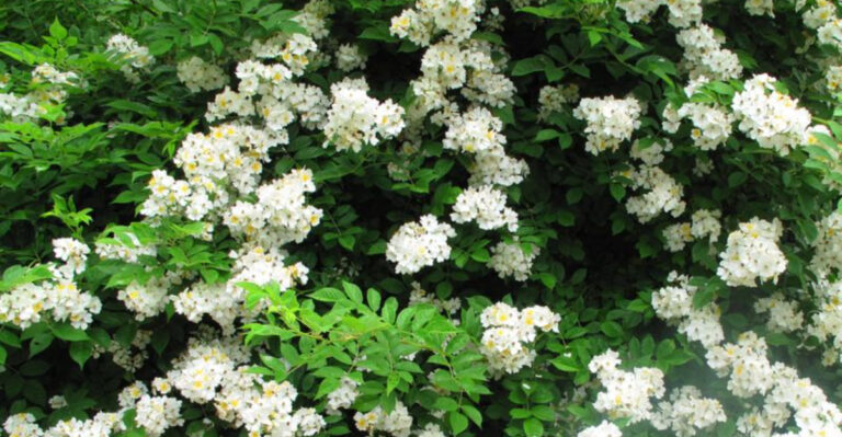 Don’t Plant These 5 Invasive Species If You Live in Ohio – Here’s What to Grow Instead