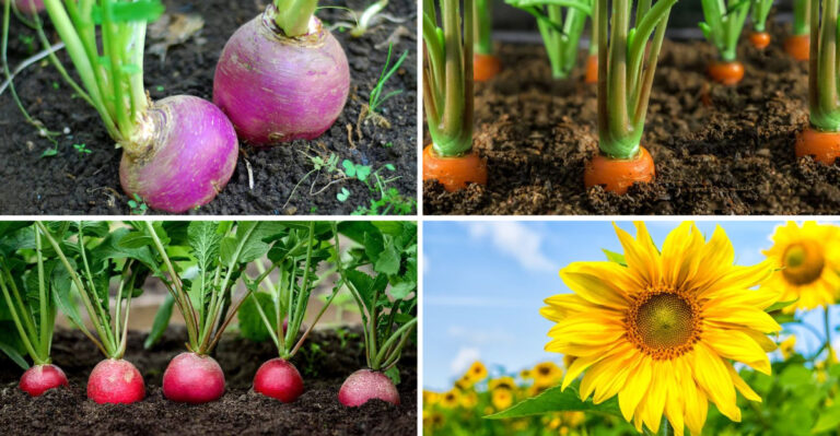 Don’t Waste Time Starting These 17 Seeds Indoors—They Hate Being Transplanted