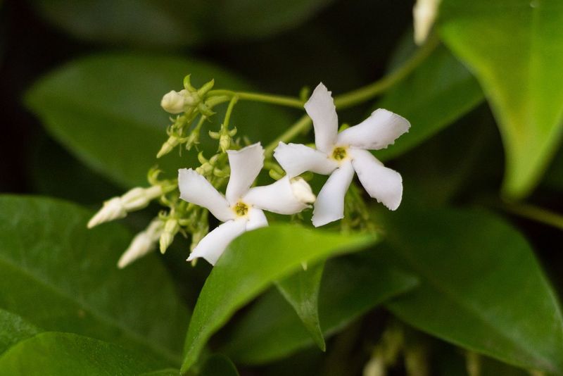 Forest Jasmine (Jasminum abyssinicum)