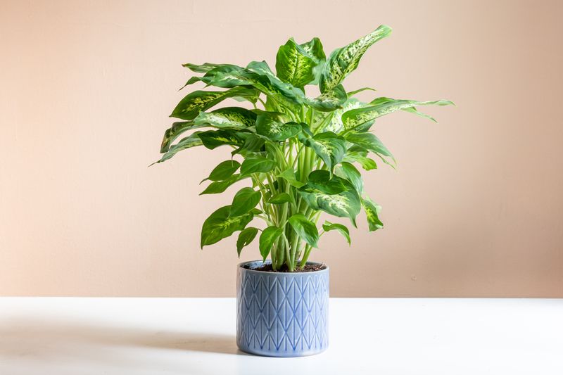 Dieffenbachia
