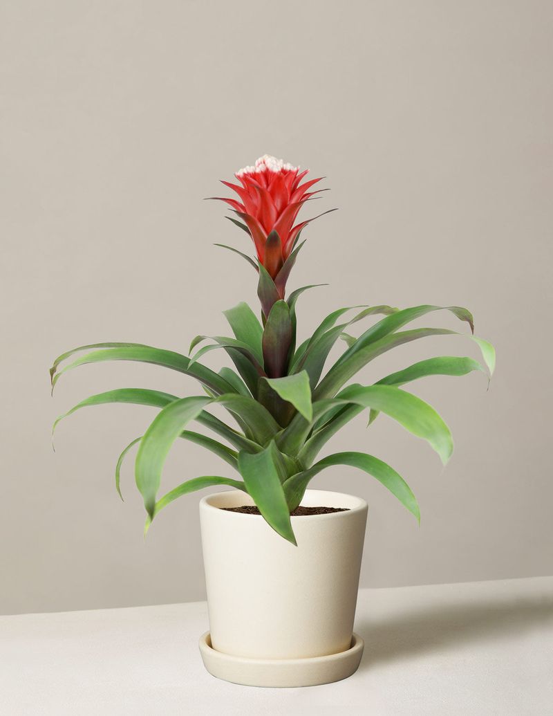 Guzmania