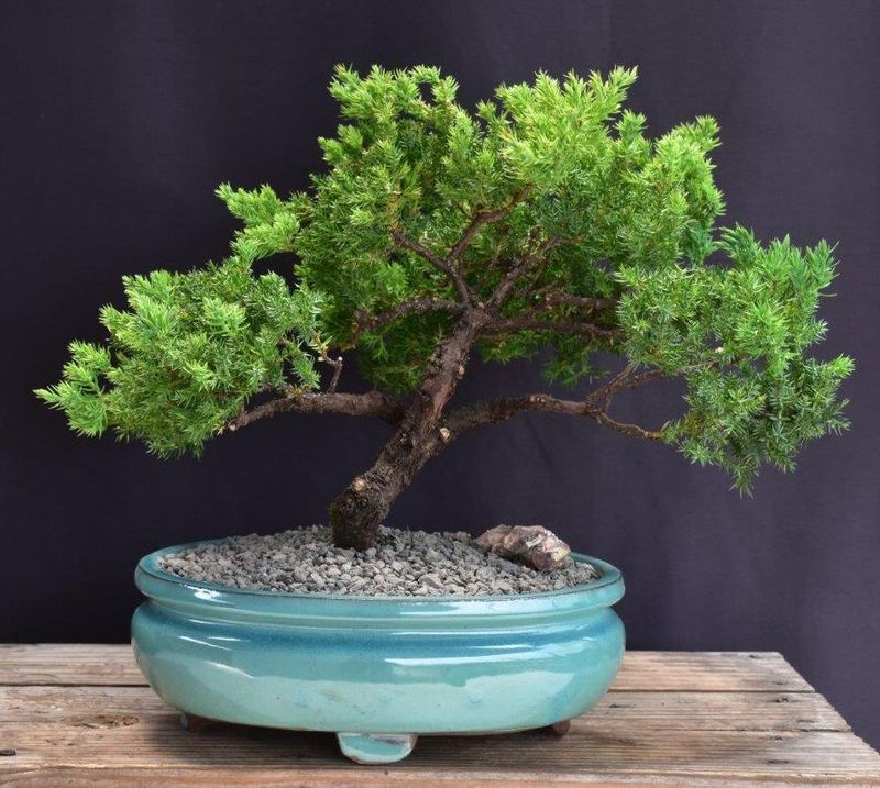 Juniper Bonsai