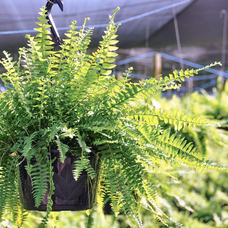 Boston Fern (Nephrolepis exaltata)