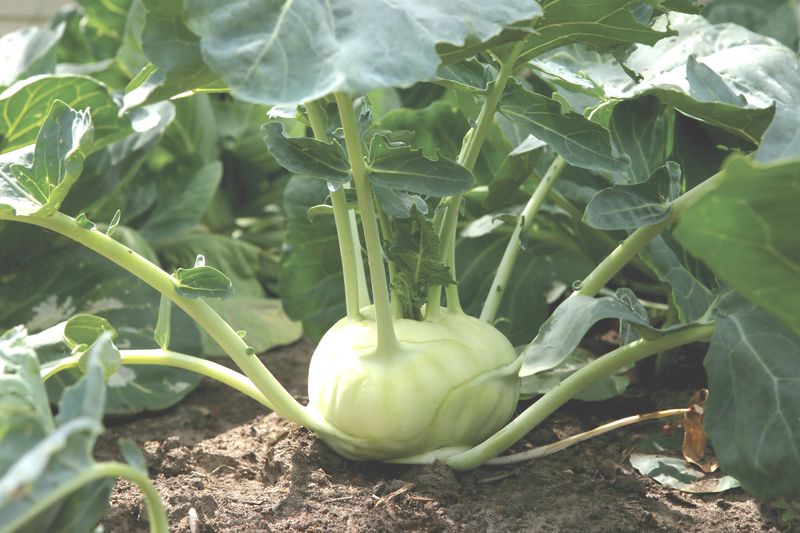 Kohlrabi