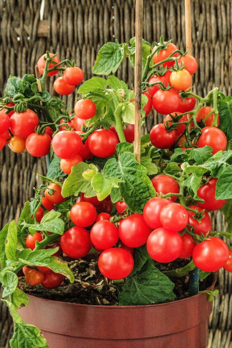 Cherry Tomatoes - Small Fruits, Big Heat Tolerance