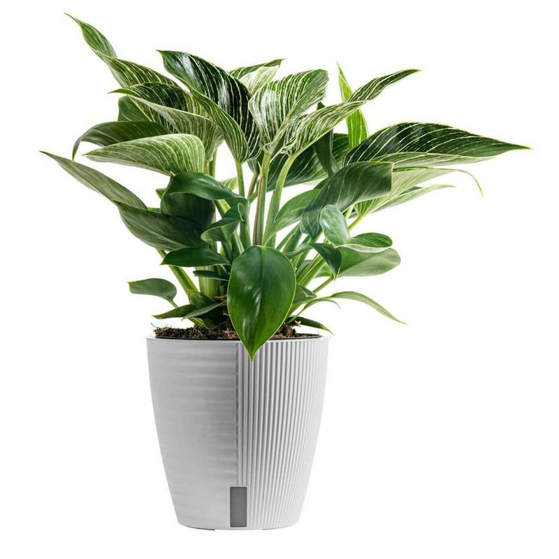 Philodendron ‘Birkin’