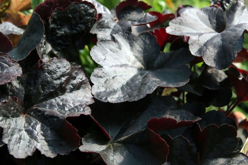 Obsidian Heuchera (Heuchera 'Obsidian') - Dark Foliage Drama