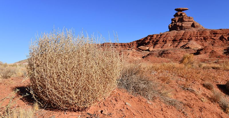 Tumbleweed (Salsola tragus)