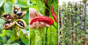 Drought-resistant vegetables thriving in dry Texas garden under summer sun