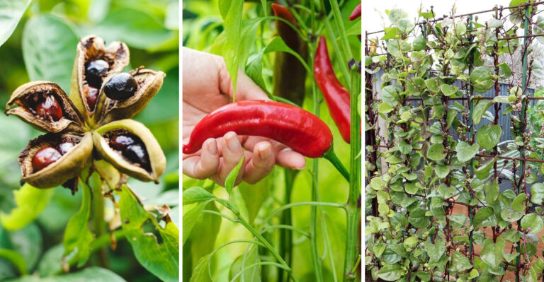 8 Heat-Proof Veggies That Thrive in Texas Droughts — And Still Keep Producing