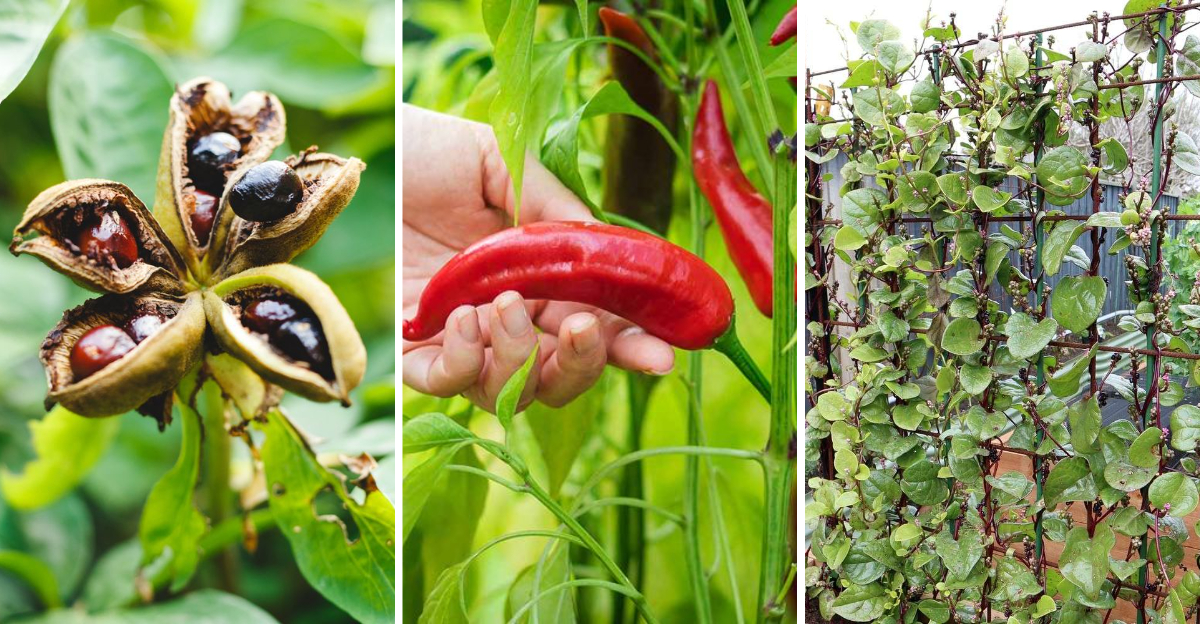 Drought-resistant vegetables thriving in dry Texas garden under summer sun