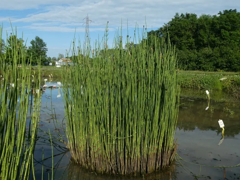 Horsetail (Equisetum hyemale)