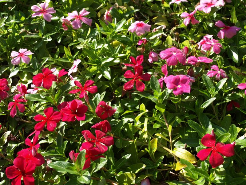 Vinca - Periwinkle Performers in Scorching Heat