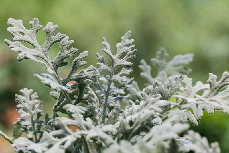 Dusty Miller