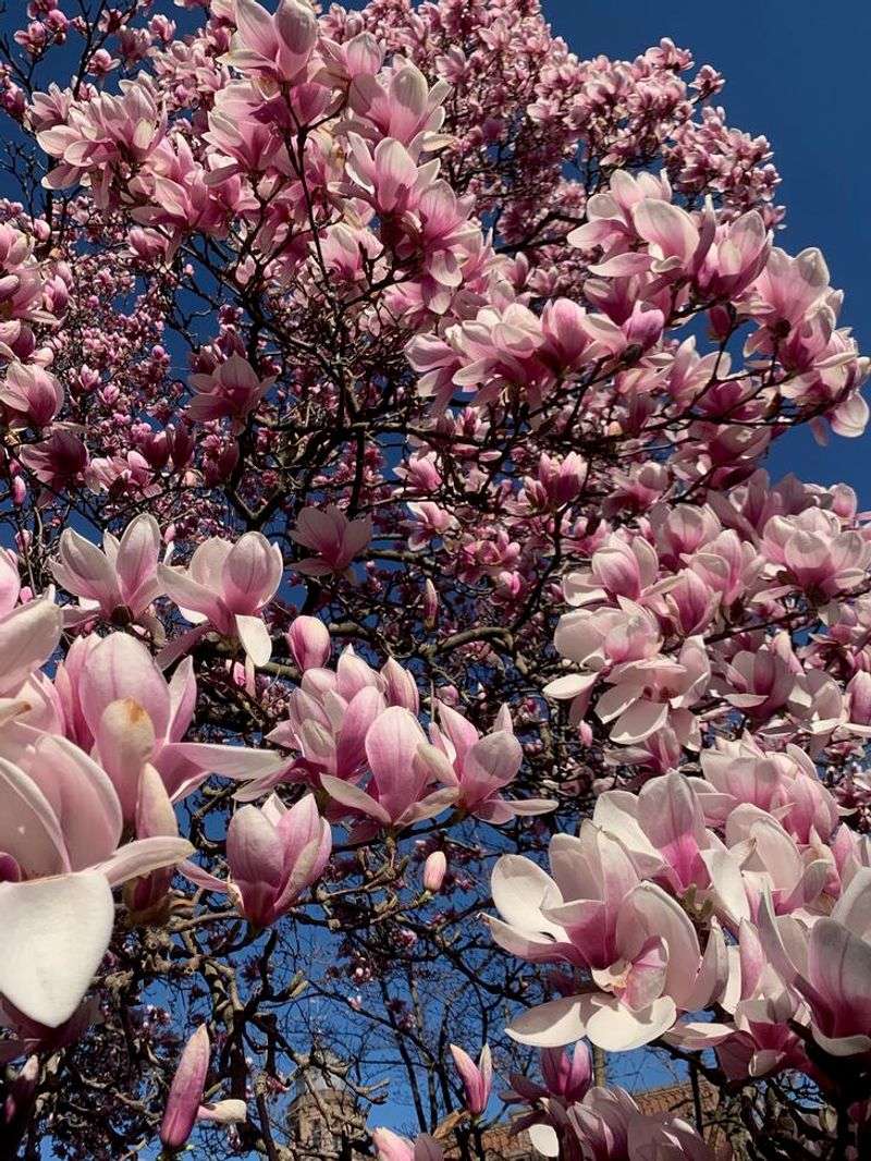 Saucer Magnolia