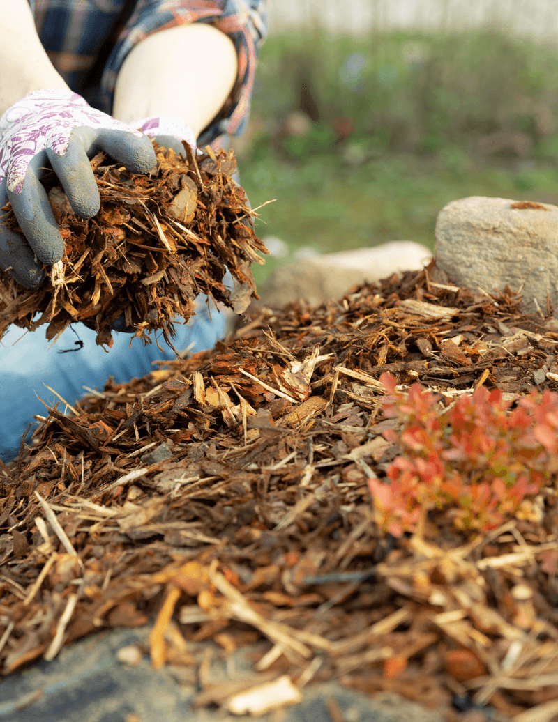 Use Mulch for Moisture