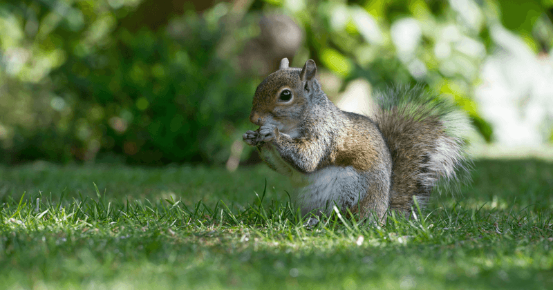 Squirrels: Strategic Seed Planters