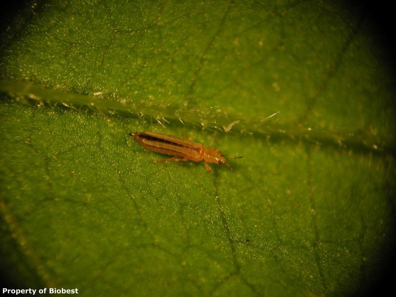 Thrips